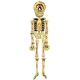 GTH051 LARGE Halloween Day of the Dead Skeleton 53cm: White